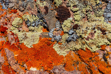 Xanthoria wallis on rocks in the mountains. colored lichen on rock. texture of moss on granite