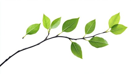 Fresh spring branch with leaves