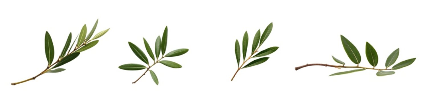 Fototapeta olive leaf (png)