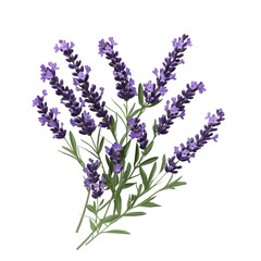 lavender flowers isolated on white