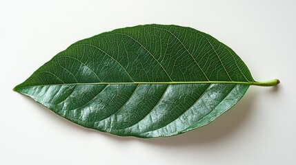 Fototapeta premium A single vibrant green leaf with veins is isolated