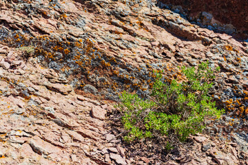 rocky mountains in Almaty. beautiful mountains with steppe in Kazakhstan