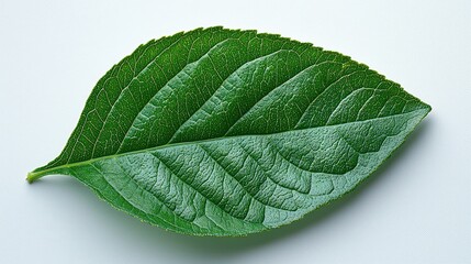 Obraz premium Detailed close up image of a fresh green leaf on display