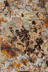 Xanthoria wallis on rocks in the mountains. colored lichen on rock. texture of moss on granite