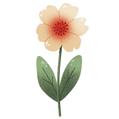 pink flower isolated on white background