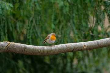 Danish Robin - Erithacus rubecula, beautiful red breasted perching bird from European gardens and woodlands