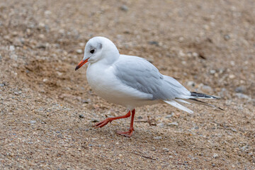Seagull standing on a rock