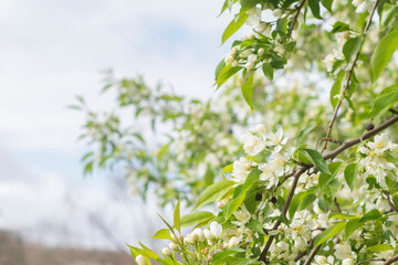 white flowers on a green background