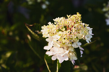 Creamy white hydrangea flowers with pink accents in sunlight, surrounded by green leaves.