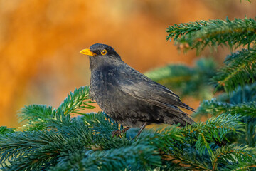 Danish blackbird sitting on green spruce branch sunset