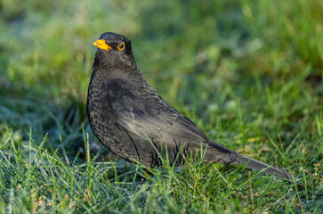 Danish blackbird sitting on the green grass