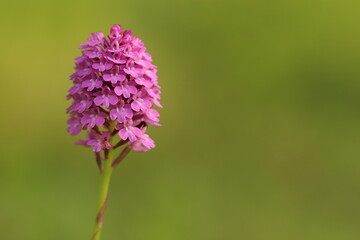 orchidea selvatica in primavera