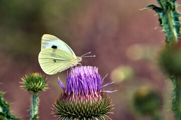 cabbage white butterfly on purple flower thistle ruffled in summer