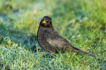 Danish blackbird sitting on the green grass