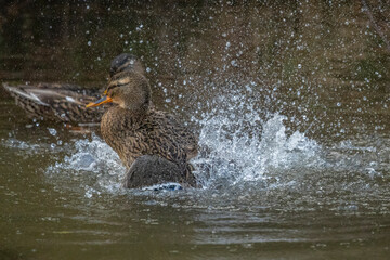 Wild duck mallard male standing on the rock near the park pond .Closeup photo. Playing in the water