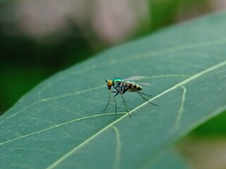 Close-up of a fly on a leaf, Condylostylus, a genus of flies in the family Dolichopodidae