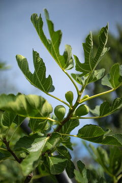 Fig tree filled with green fruit growing on branches