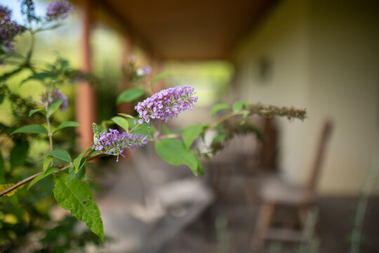 Delicate purple buddleja flowers along front verandah of country home
