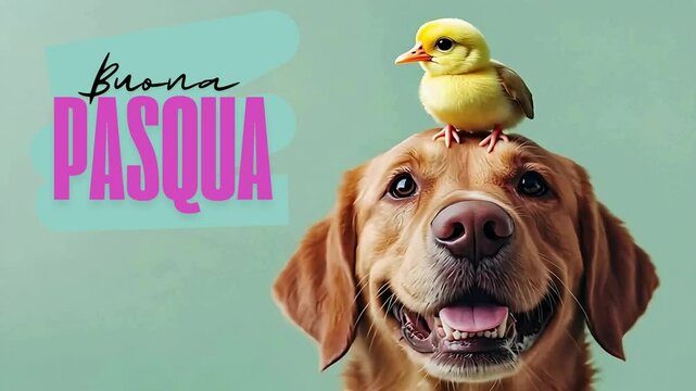 buona pasqua: cute, funny couple: dog and chick easter greeting card with italian wishes
