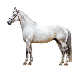Obraz premium Stunning white horse nature's beauty isolated on transparent background png