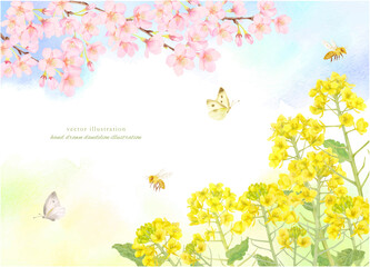 水彩で描いた桜と菜の花のフレーム背景素材