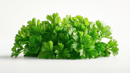 Obraz premium Fresh Parsley Leaves: An Herb Ideal for Garnishing Dishes