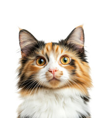 Fototapeta premium Curious cat portrait whiskers of wonder isolated on transparent background png