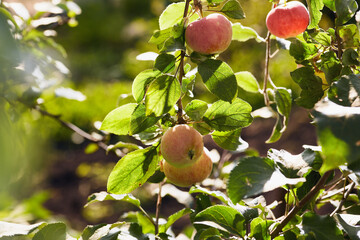 Ripe red and pink apples on tree branches with green leaves and bright sunlight in an orchard.