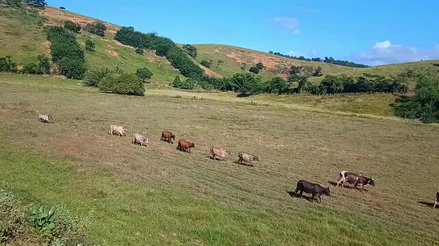 Gado a caminho do pasto pela manh&atilde;
