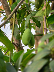 Mango on tree