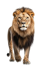 Fototapeta premium Majestic lion in wildlife portrait isolated on transparent background png