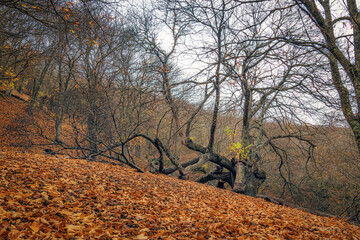 Chestnut trees in autumn, Pujerra, a town in the province of Malaga. Spain.