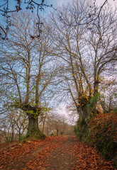 Chestnut trees in autumn, Pujerra, a town in the province of Malaga. Spain.