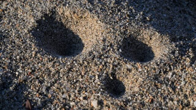 Antlion Larvae Den at Sunset, Antlion Larvae, sand trap,  antlion larva, Antlion, ant-lion, ant lion, larva, 