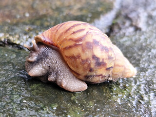 Snail crawling in fresh and wet green mud, with natural blurred background.
