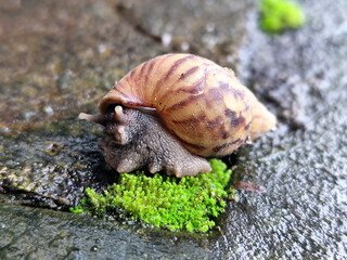 Snail crawling in fresh and wet green mud, with natural blurred background.