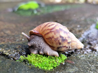 Snail crawling in fresh and wet green mud, with natural blurred background.