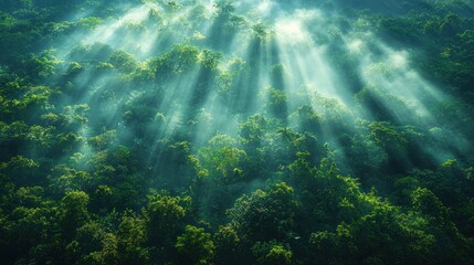 Sunlight beams through morning mist over forest canopy. Possible use Nature, environment, inspirational stock image