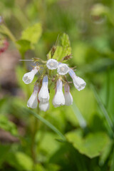 春の庭の白いコンフリーの花　ドワーフコンフリー
