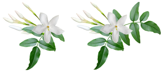 Jasmine flowers with buds and green leaves isolated on transparent background for floral and tea design