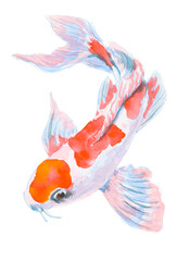 Obraz premium Watercolor oriental rainbow koi carp. Isolated hand drawn fishes. Underwater wildlife illustration
