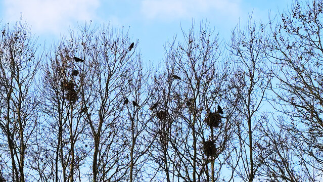 Nids de choucas au sommets des arbres