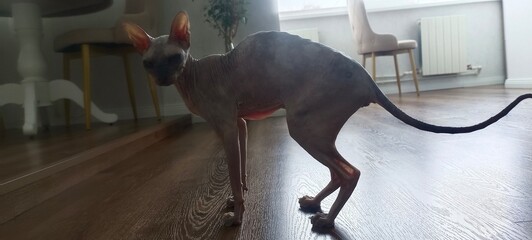 An elegant Sphynx cat in close-up