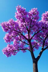 Fototapeta premium Beautiful jacaranda tree in full bloom with blue sky background, nature, flowering