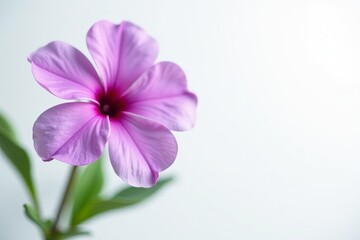 Fototapeta premium Beautiful close-up of purple bloom against pristine white backdrop, Flora, Bloom, Petal