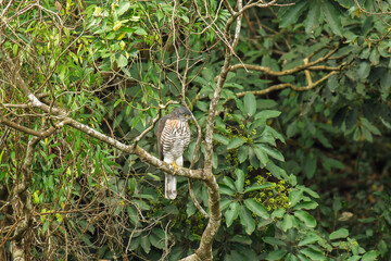Crested goshawk perched on a branch in a tree in forest