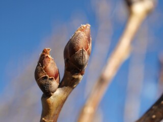 Prairie Gem Pear tree buds in spring, Colorado
