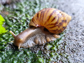 Snail crawling in fresh and wet green mud, with natural blurred background.