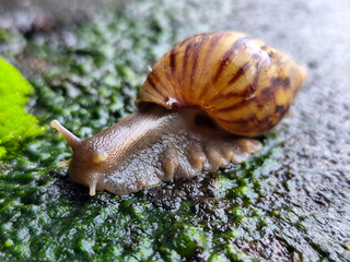 Snail crawling in fresh and wet green mud, with natural blurred background.