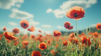 Obraz premium Red Poppies Blooming In A Sunny Field